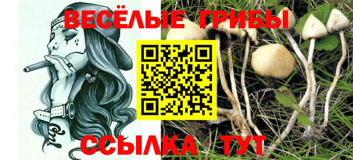 дарнет шоп  Псилоцибиновые грибы GOLDEN TEACHER  Вход с VPN  Симферополь 